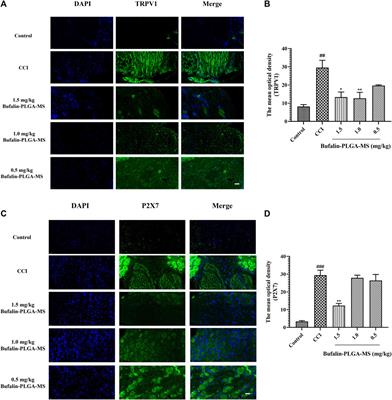 Effect of Bufalin-PLGA Microspheres in the Alleviation of Neuropathic Pain via the CCI Model